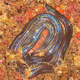 Illustration for article titled Why Certain Snakes Shimmer Like Rainbows